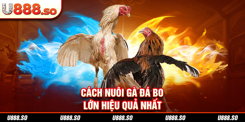 Cách nuôi gà đá bo lớn hiệu quả nhất