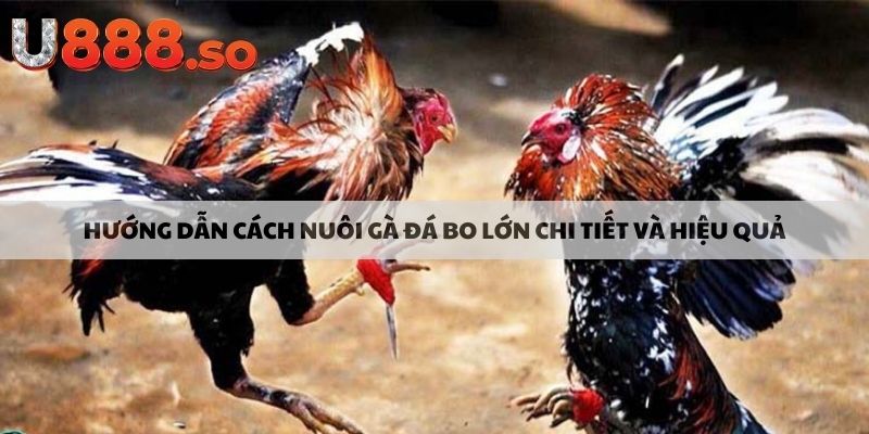 Hướng dẫn cách nuôi gà đá bo lớn chi tiết và hiệu quả