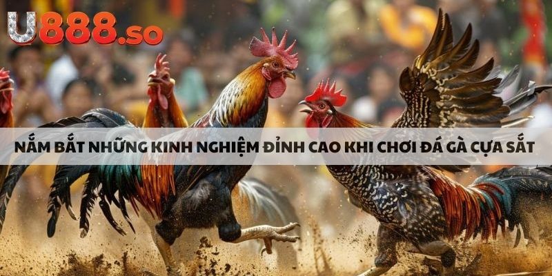 Nắm bắt những kinh nghiệm đỉnh cao khi chơi đá gà cựa sắt