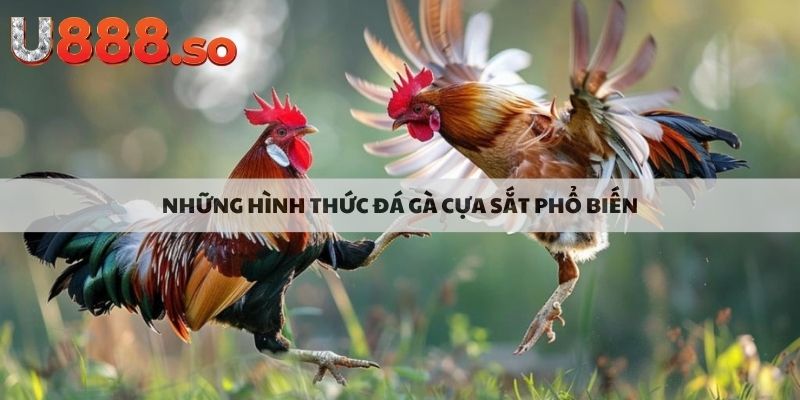 Những hình thức đá gà cựa sắt phổ biến 