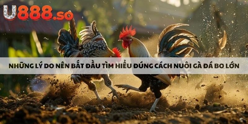 Những lý do nên bắt đầu tìm hiểu đúng cách nuôi gà đá bo lớn